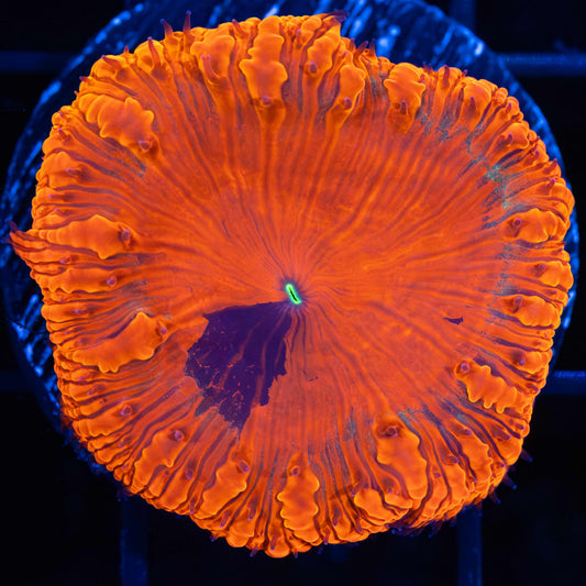 Splatter Blasto Vivida (Rare)