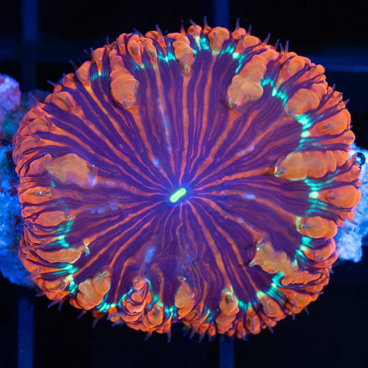 Striped Blasto Vivida (Rare)