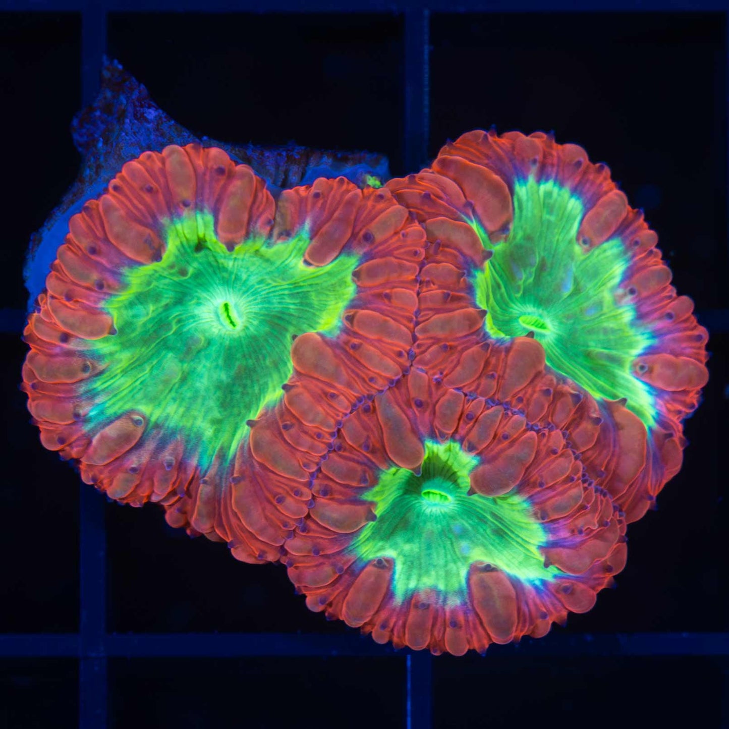 Red Blasto Coral