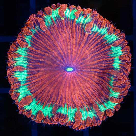 Large Striped Blasto Vivida 1.5" (Rare)