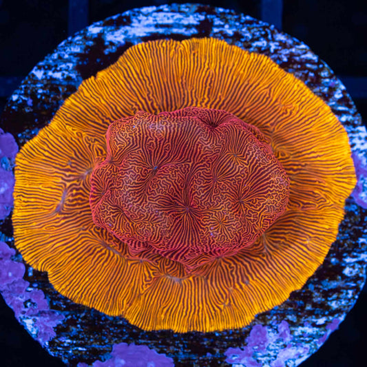 Blood Orange Leptoseris