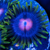Blowpop Zoa