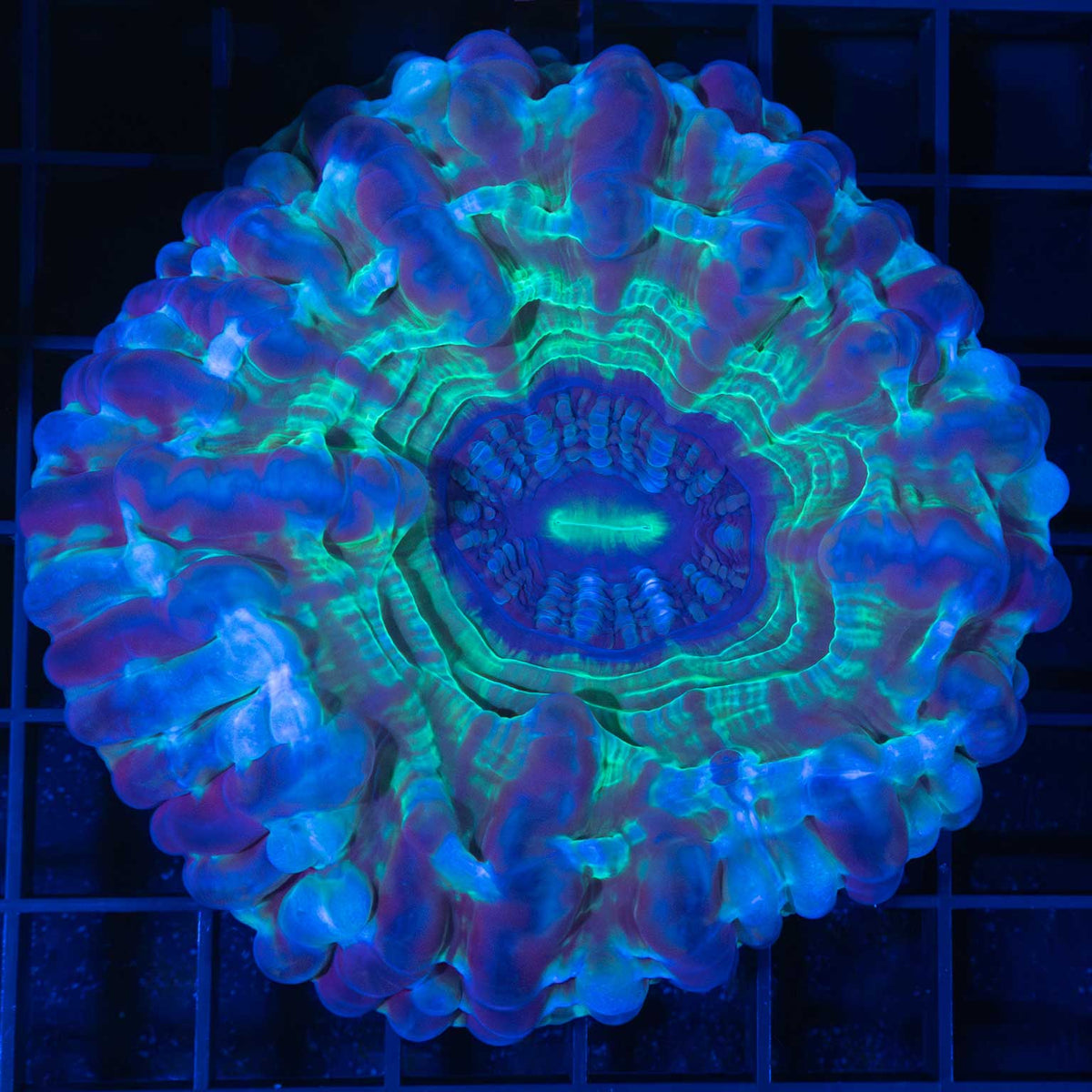 Blue Cynarina Coral Large