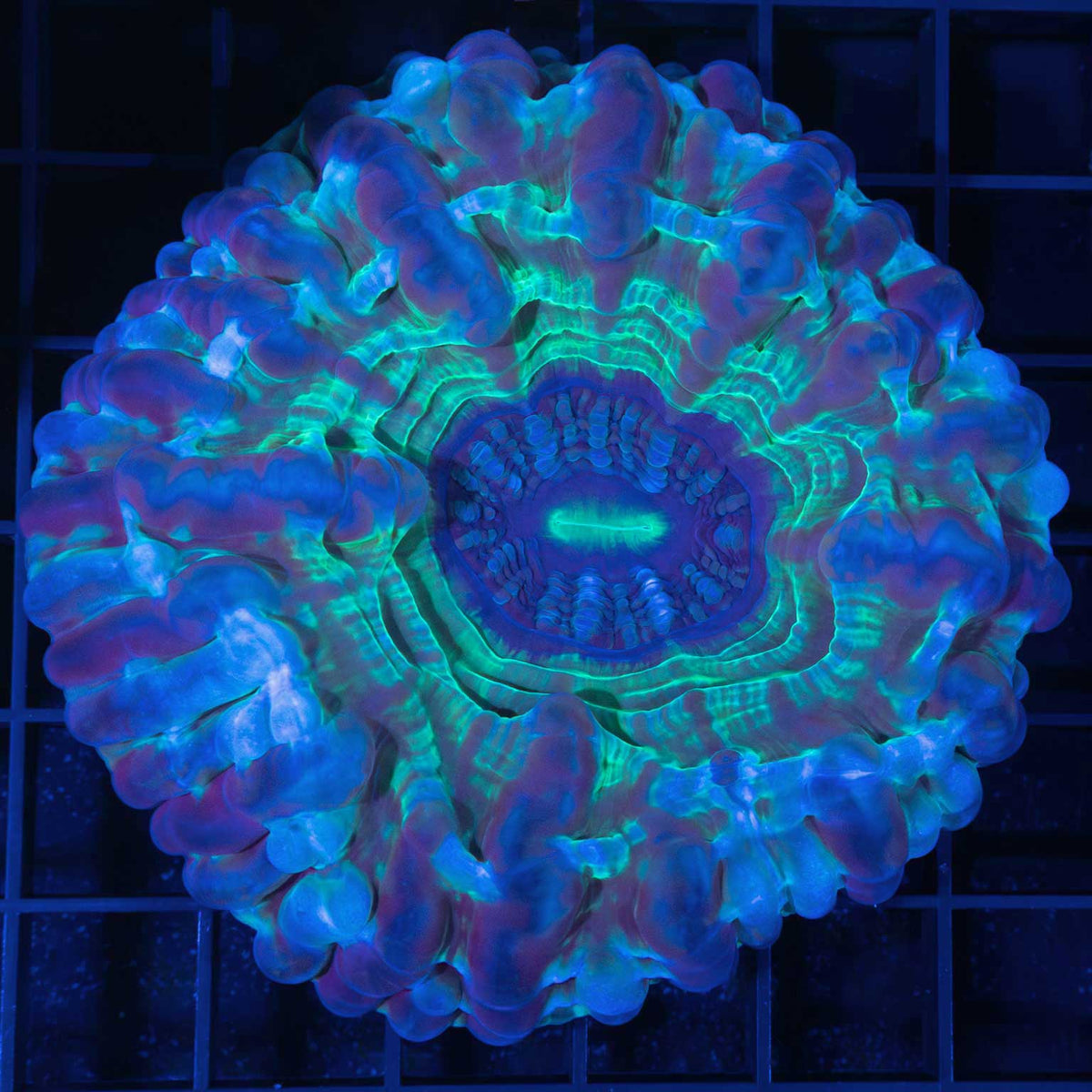 blue green cynarina