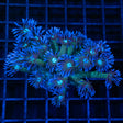 Blue & Green Goniopora XL frag