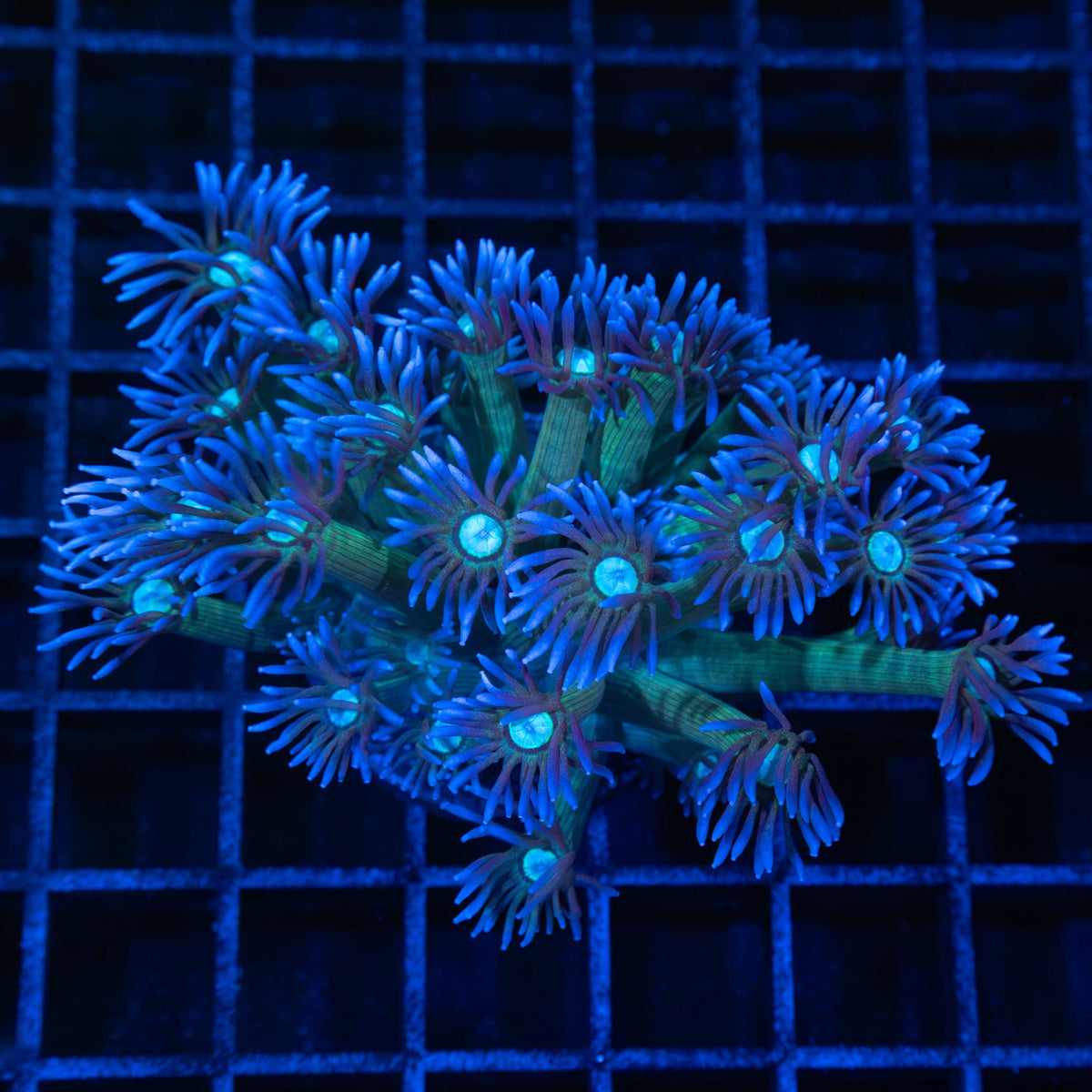 Blue & Green Goniopora XL frag