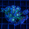 Blue & Green Goniopora Large Frag