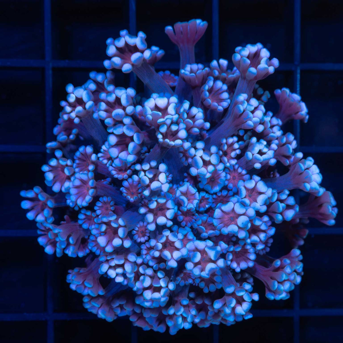 Blue & Red Alveopora