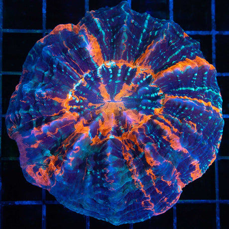 blue Acanthophyllia spotted orange stripe