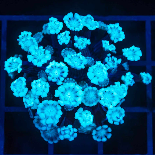 Blue Alveopora