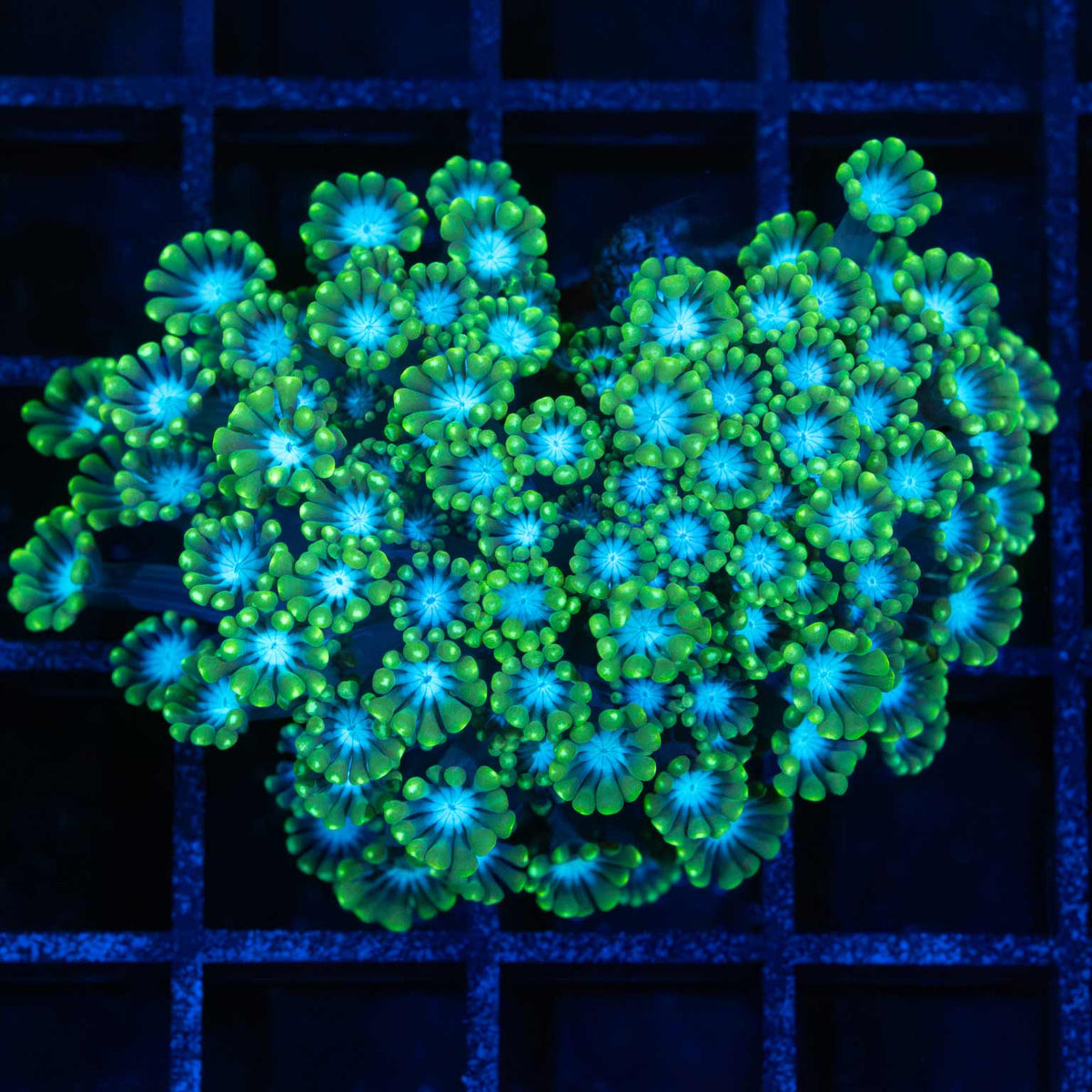 Green Alveopora colony