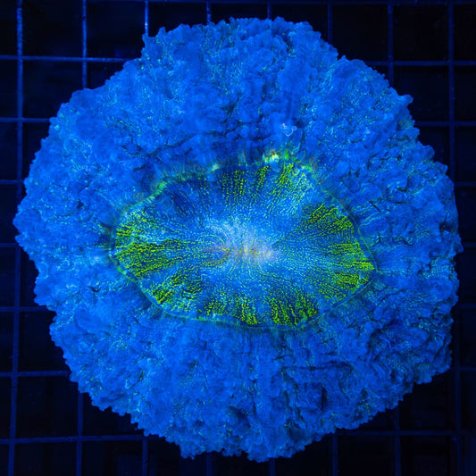Blue Highlighter Glitter Acanthophyllia 5"