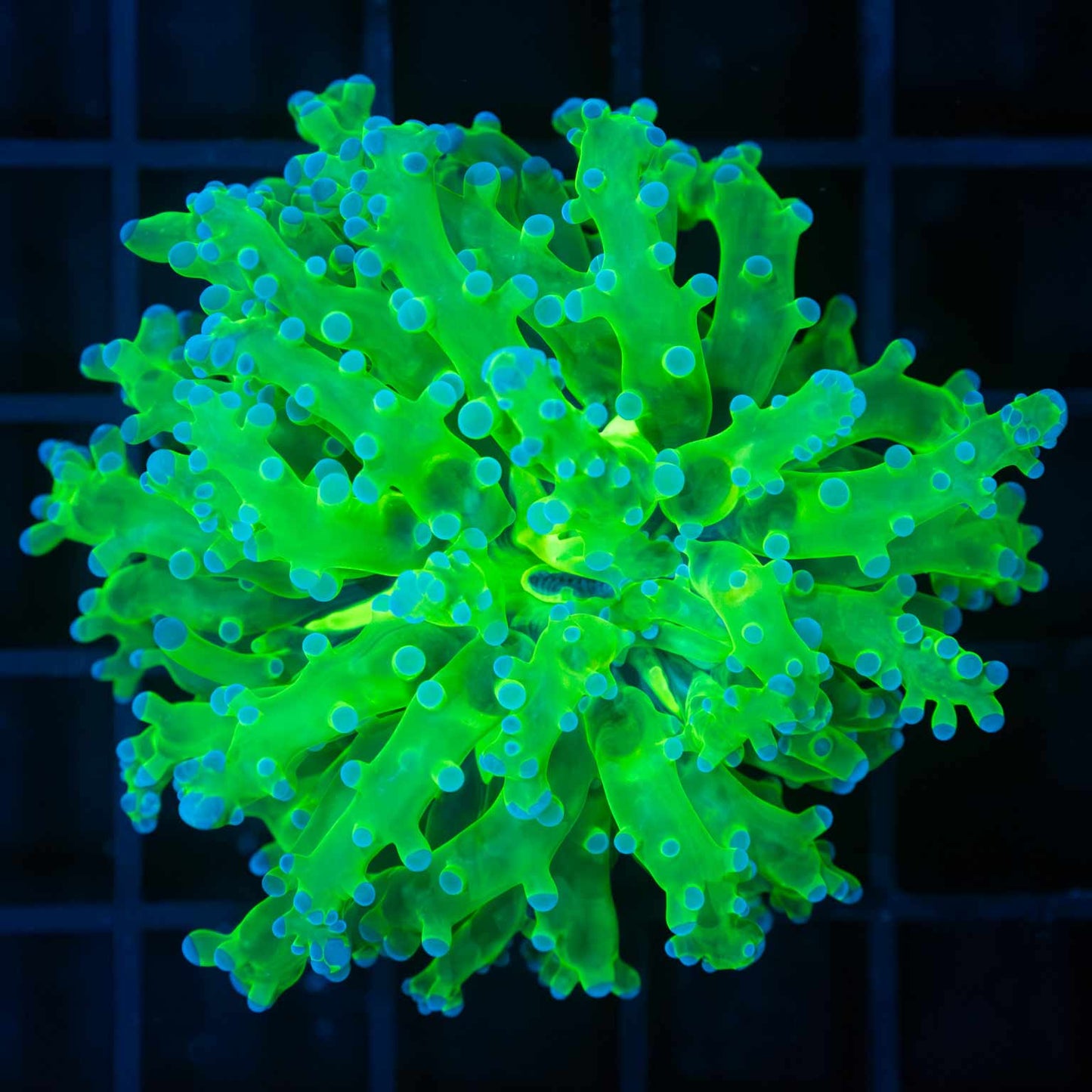 Large Blue and Green Frogspawn Coral (Branching)