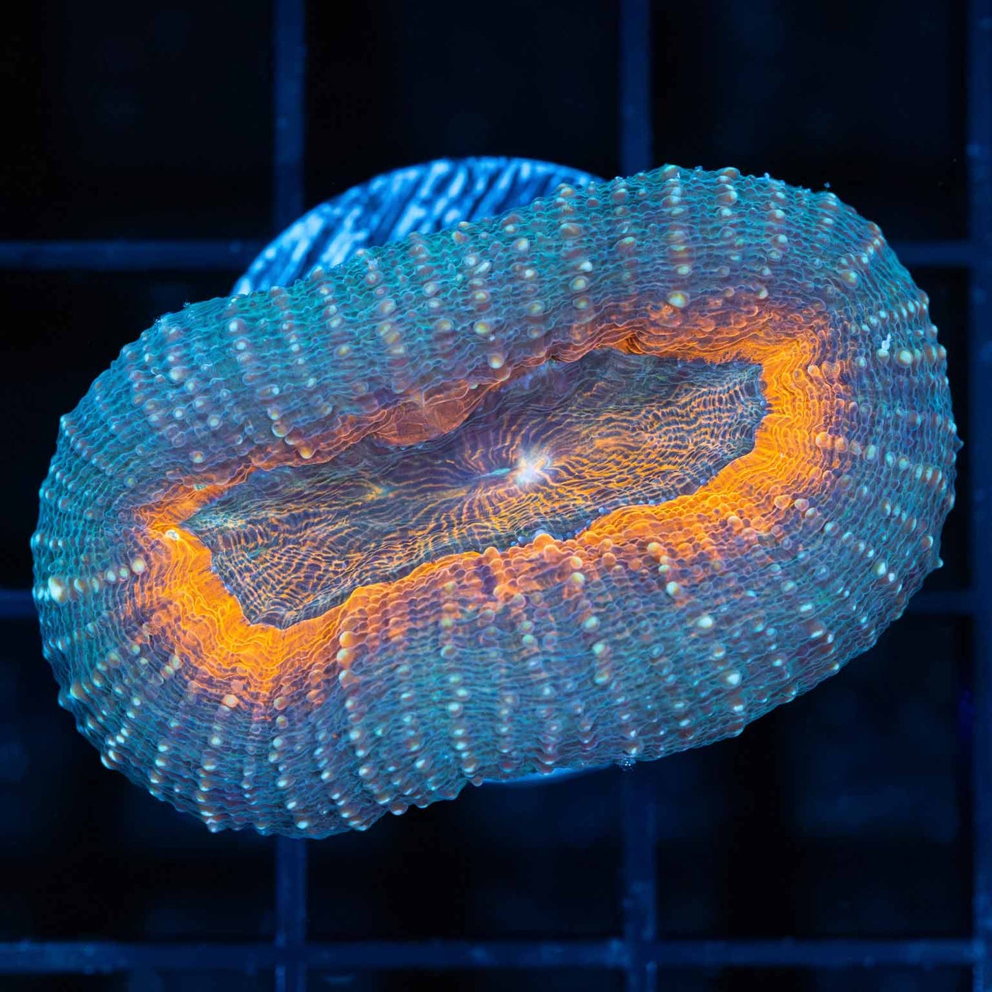 Teal and Orange Acan Pachysepta 1.5"