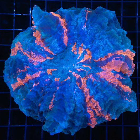 XL Blue Acanthophyllia