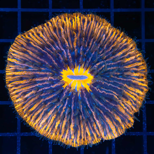 Large Orange and Blue Fungia Plate Coral