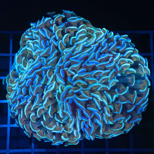 Orangish Stem Ultra Hammer Coral 4"