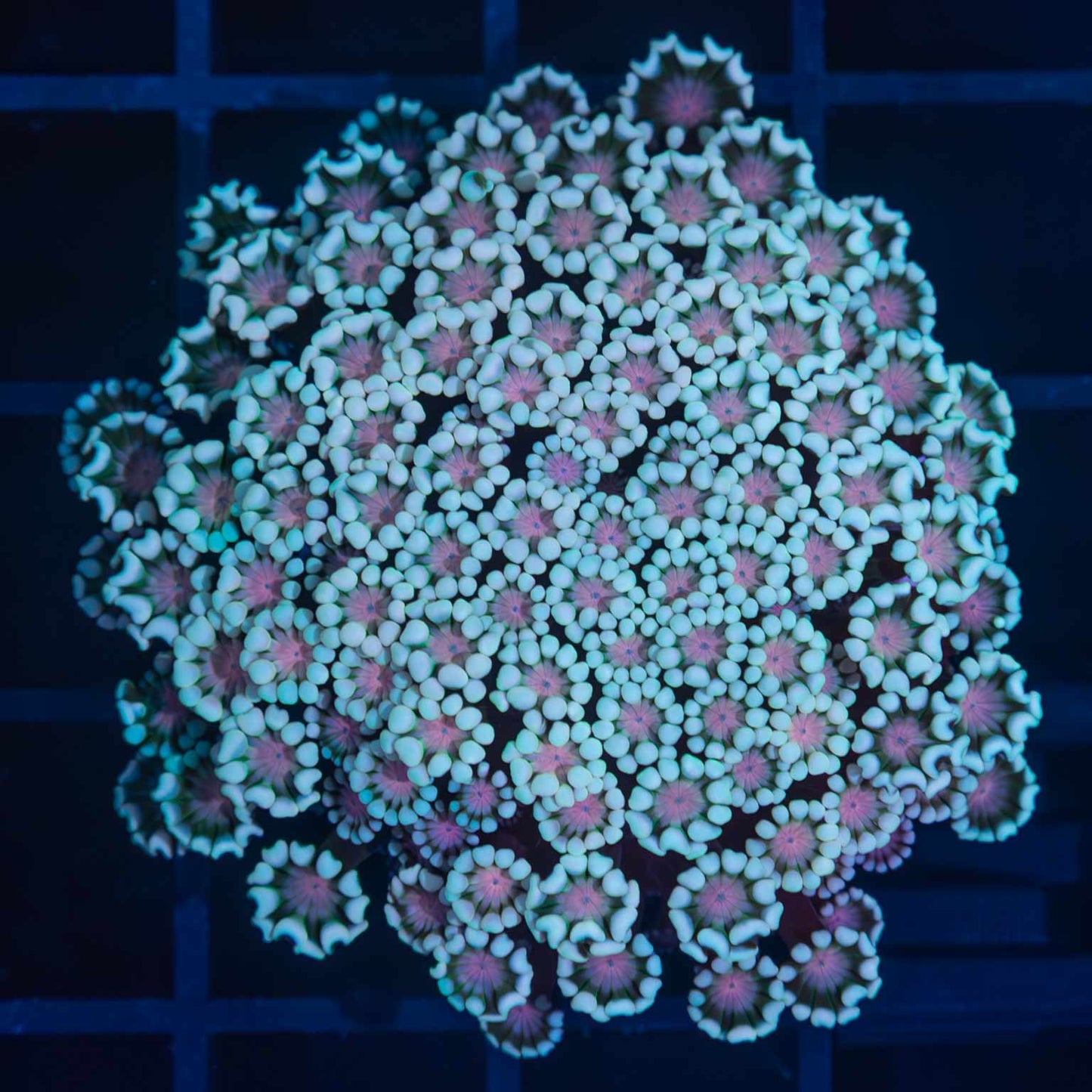 Teal and Pink Alveopora Colony