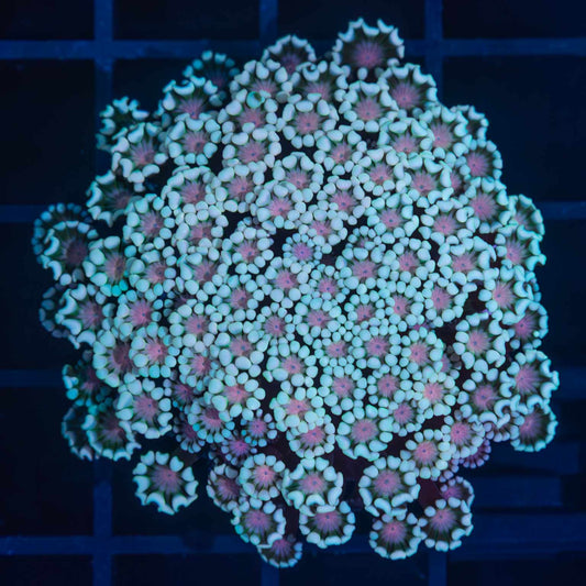 Teal and Pink Alveopora Colony