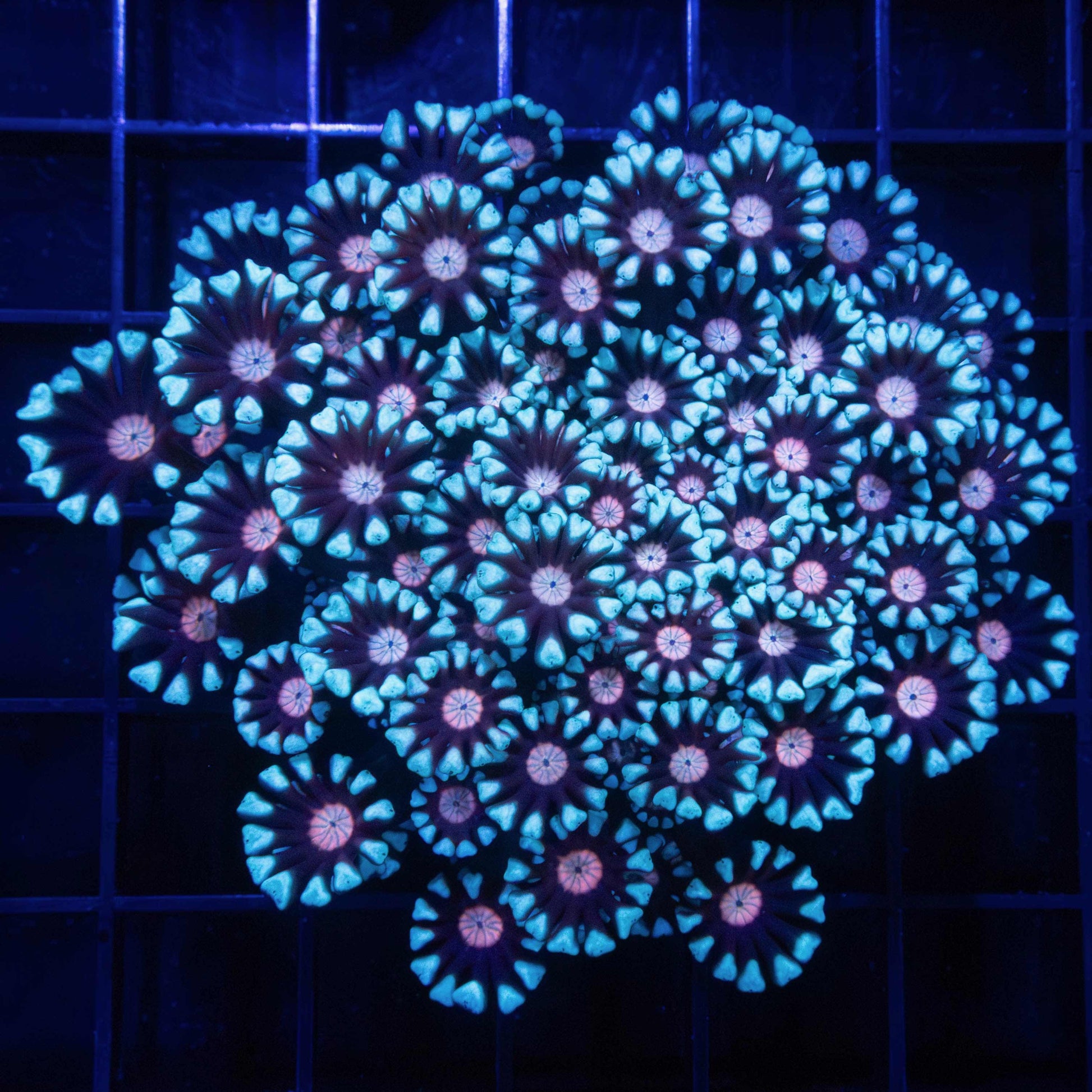 Fire and Ice Alveopora Colony 3.5"