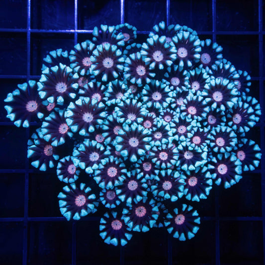 Fire and Ice Alveopora Colony 3.5"