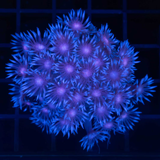 Blue Purple Eye Goniopora