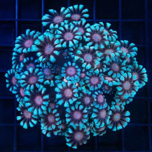 Fire and Ice Alveopora Colony 3.75"