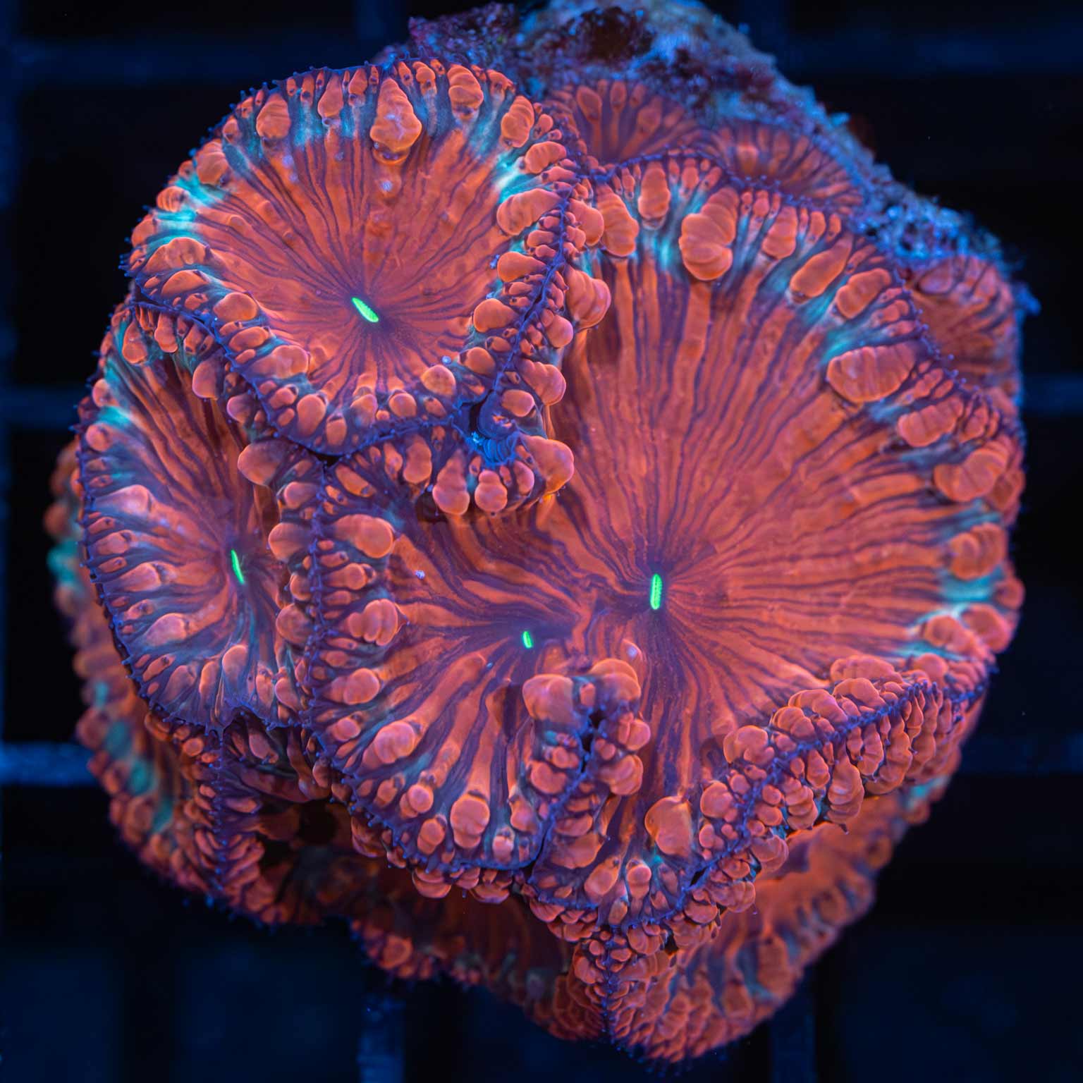 4 Color Blasto Colony