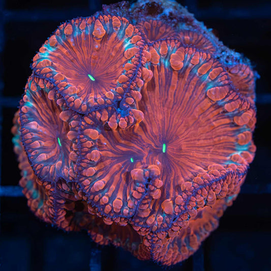 4 Color Blasto Colony