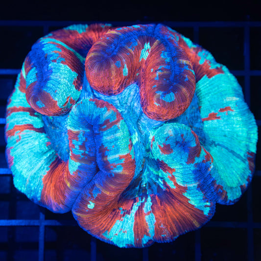 4 Color Wellsophyllia 3.25"