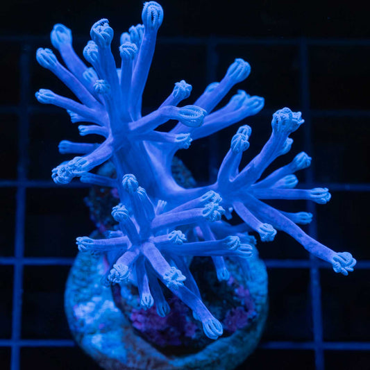 Blue Anthelia Coral