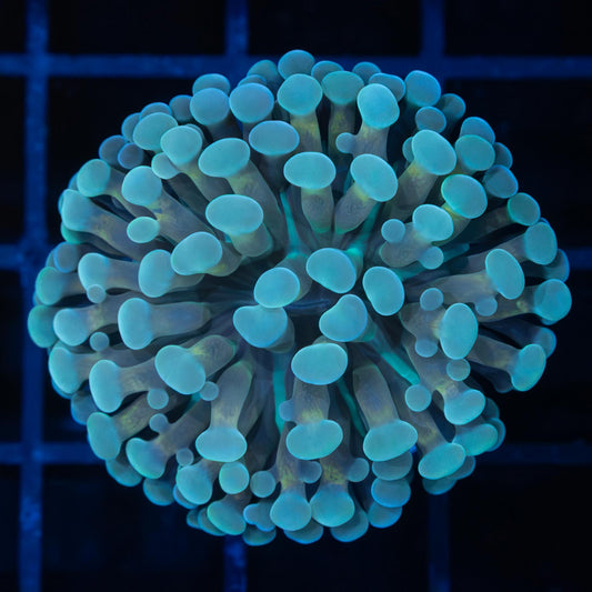 Teal And Gold Ball Tip Branching Hammer