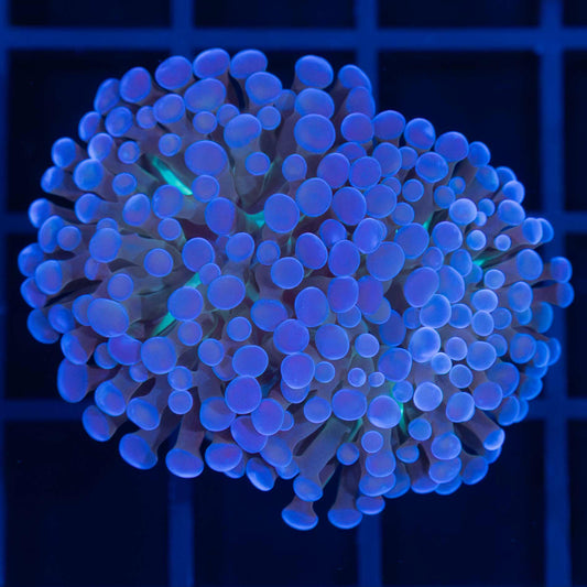 Tricolor Ball Tip Branching Hammer