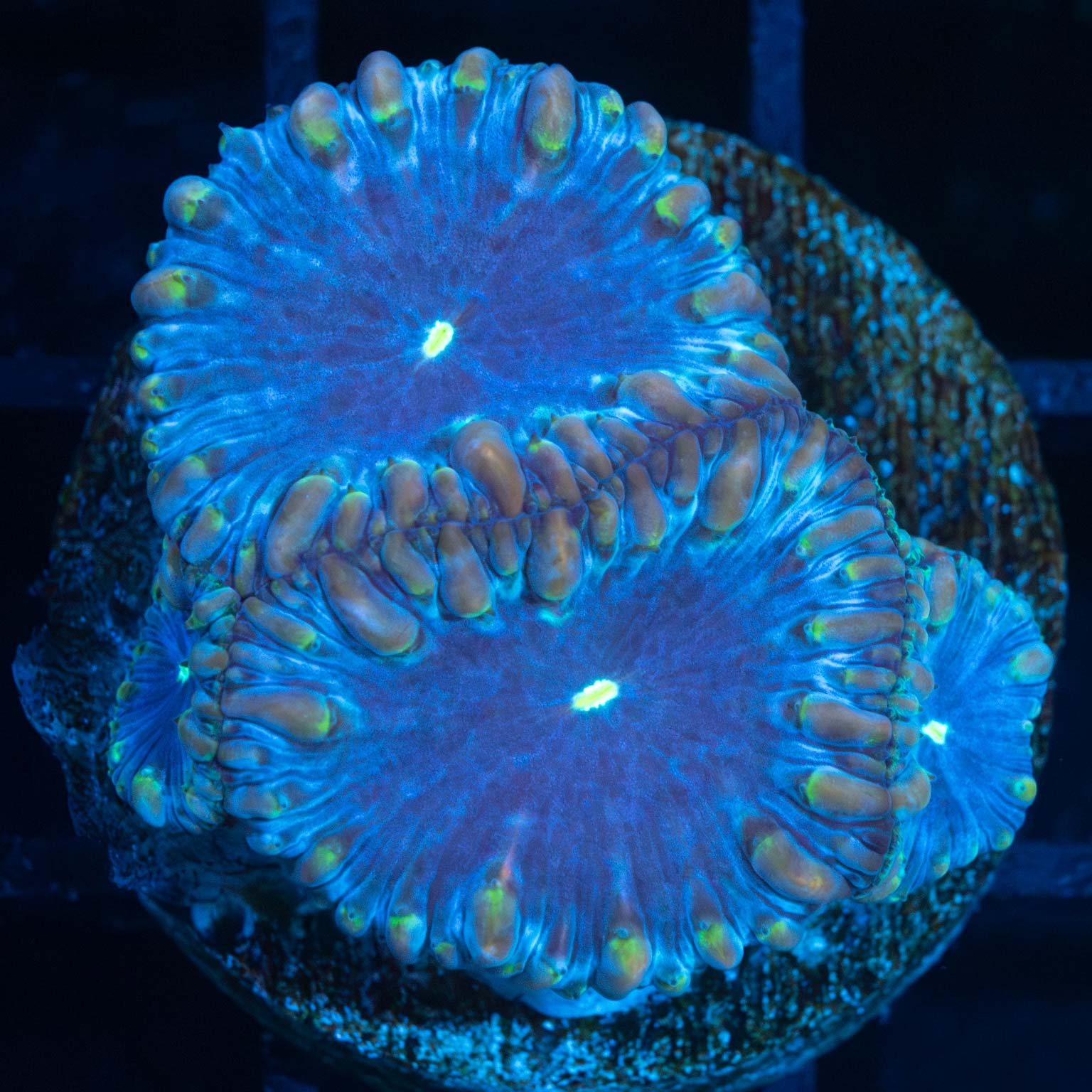 Tricolor Blue Blasto Colony