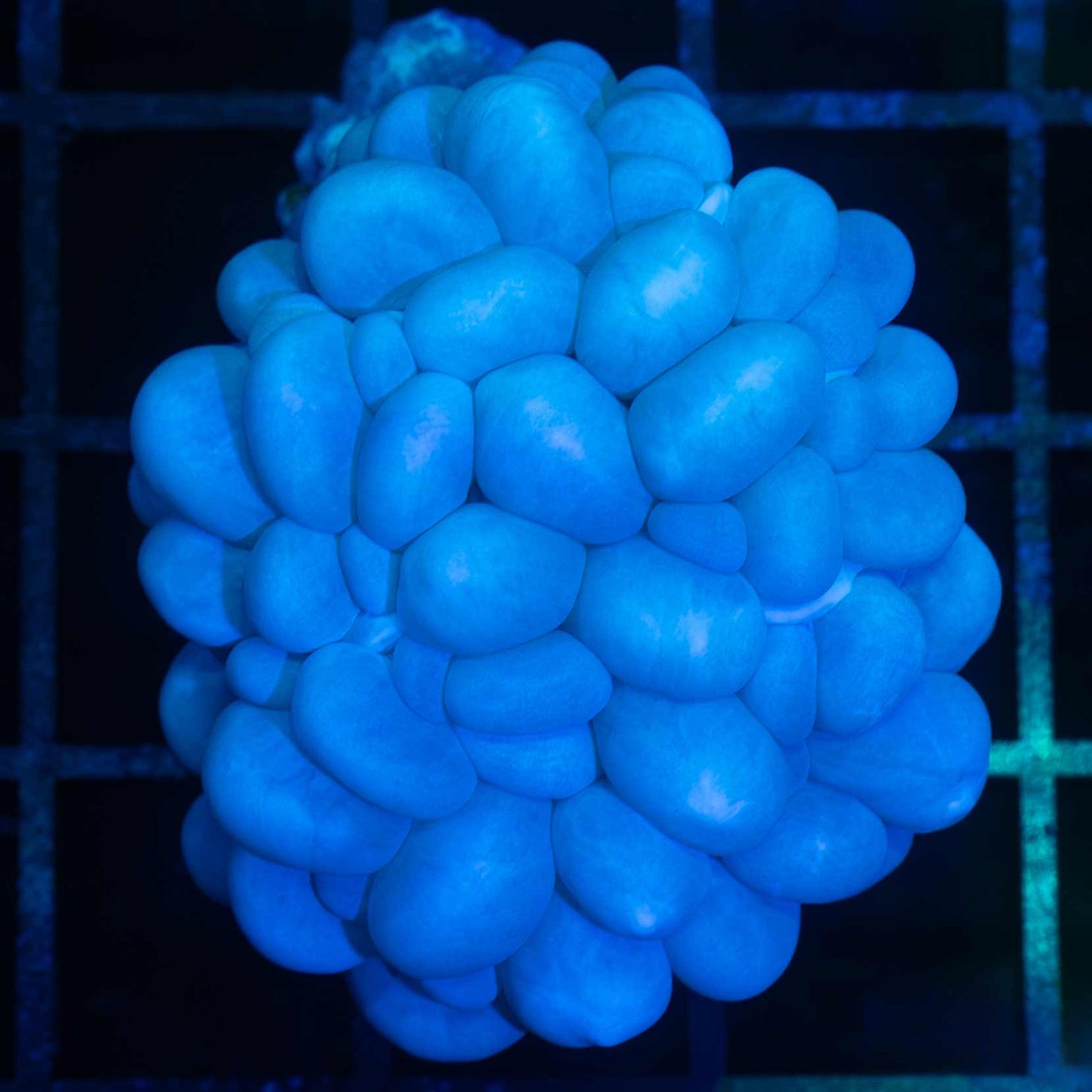 Blue Bubble Coral