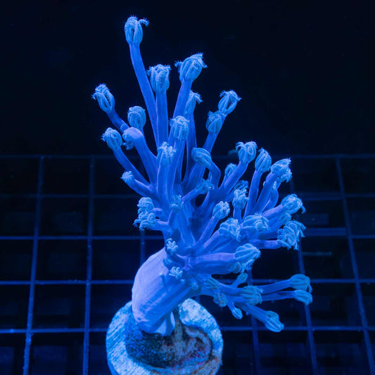Blue Cespitularia Coral