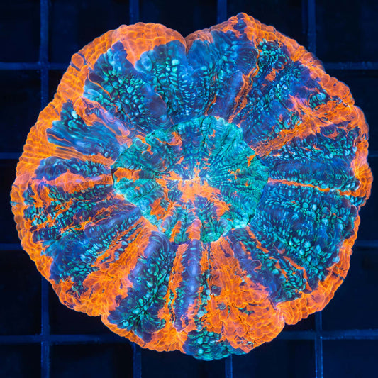 Blue Denim Acanthophyllia