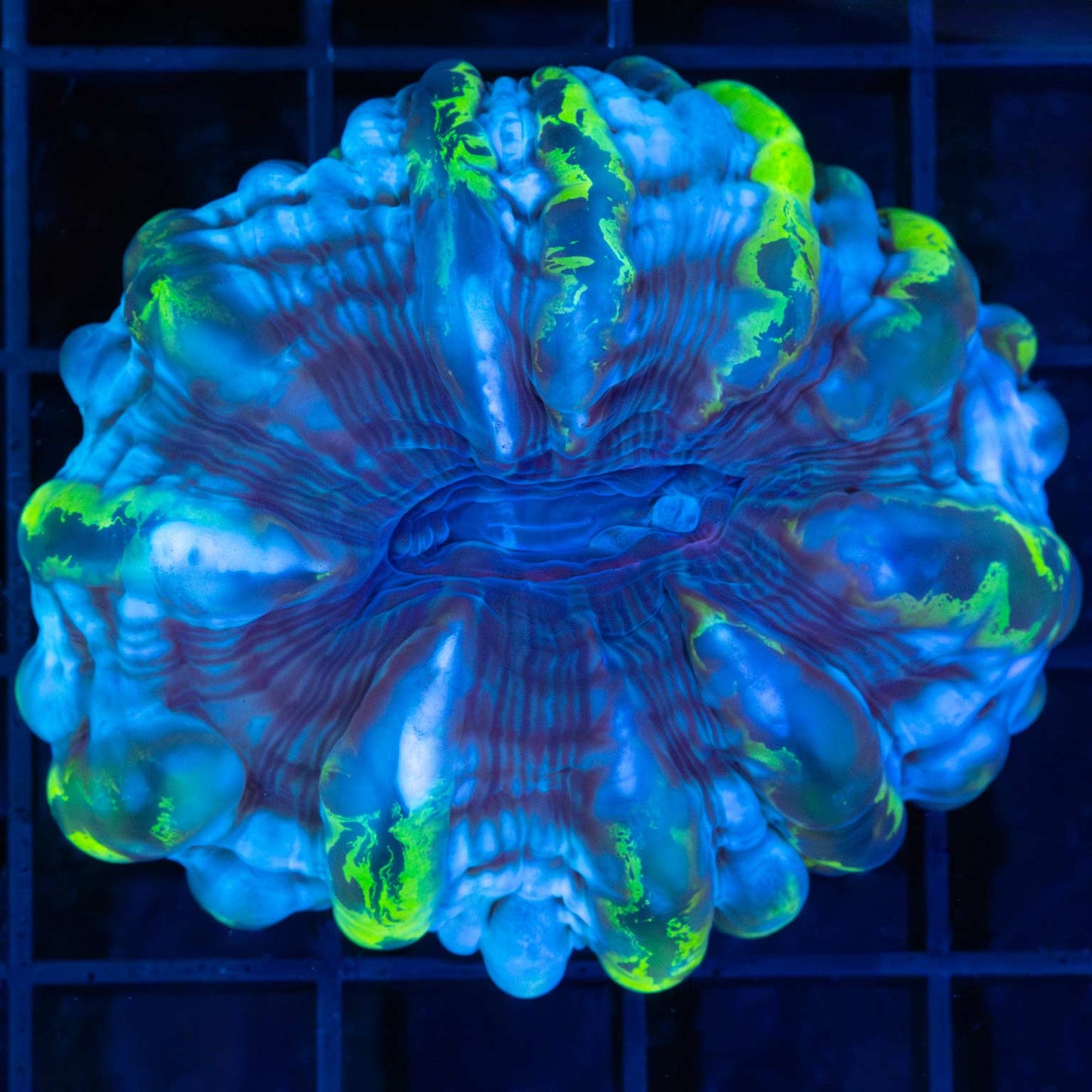 Highlighter Stripe Cynarina