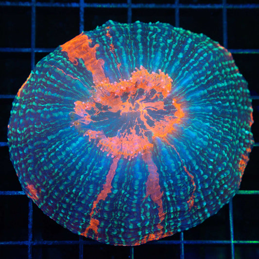 Blue Denim Acanthophyllia