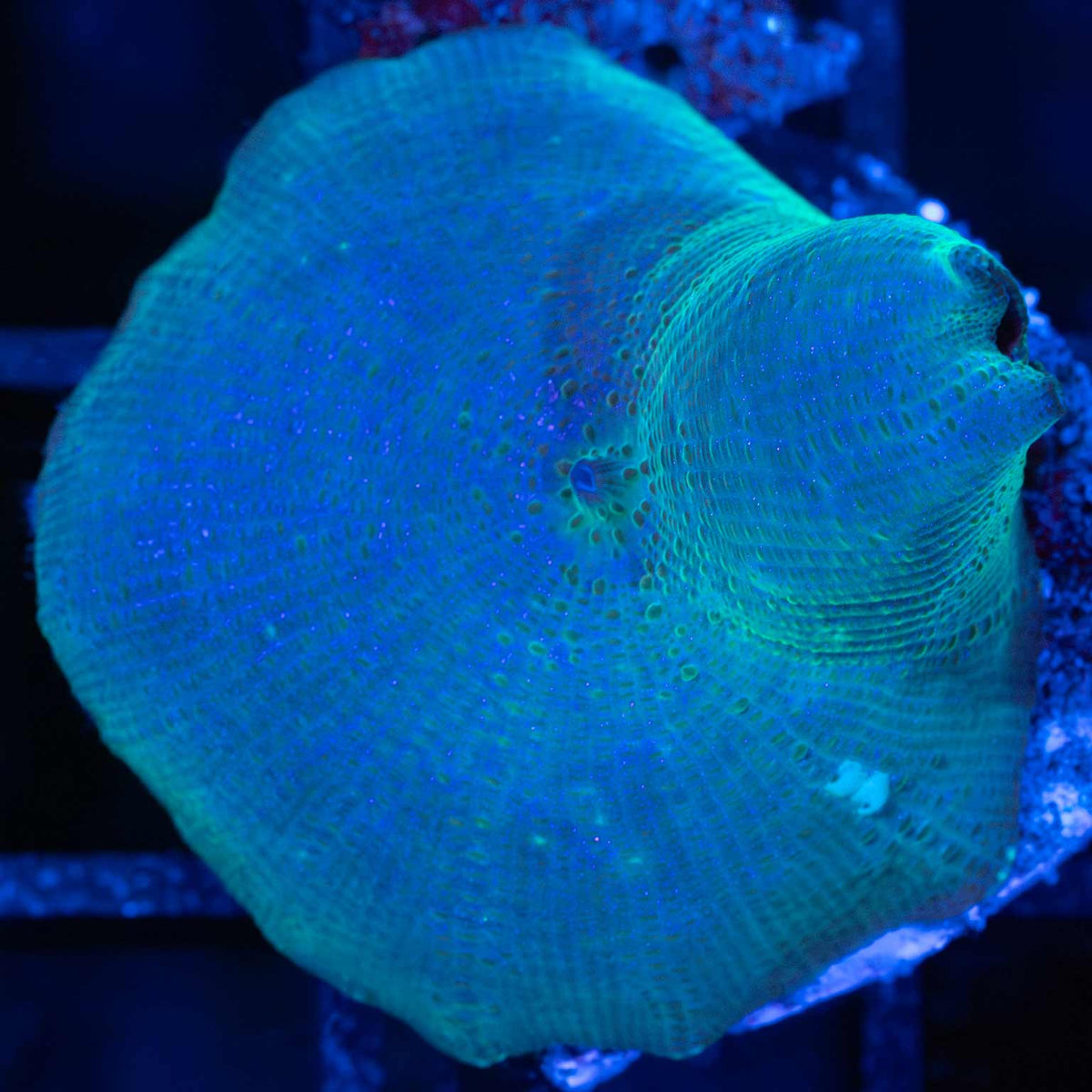 Blue Mushroom Coral