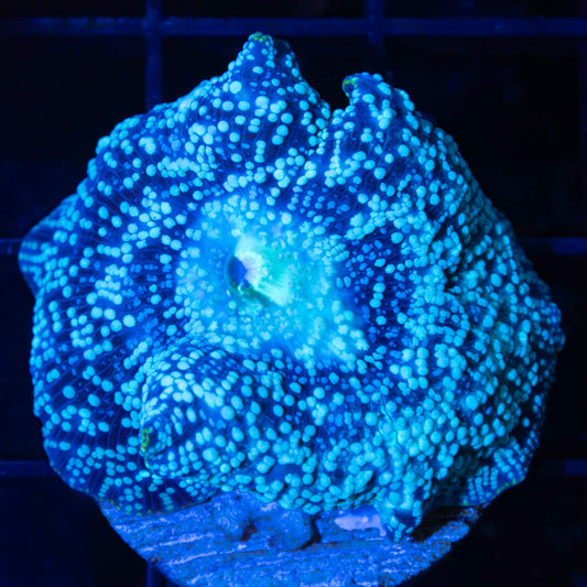 Large Blue Dot Mushroom 1.5"