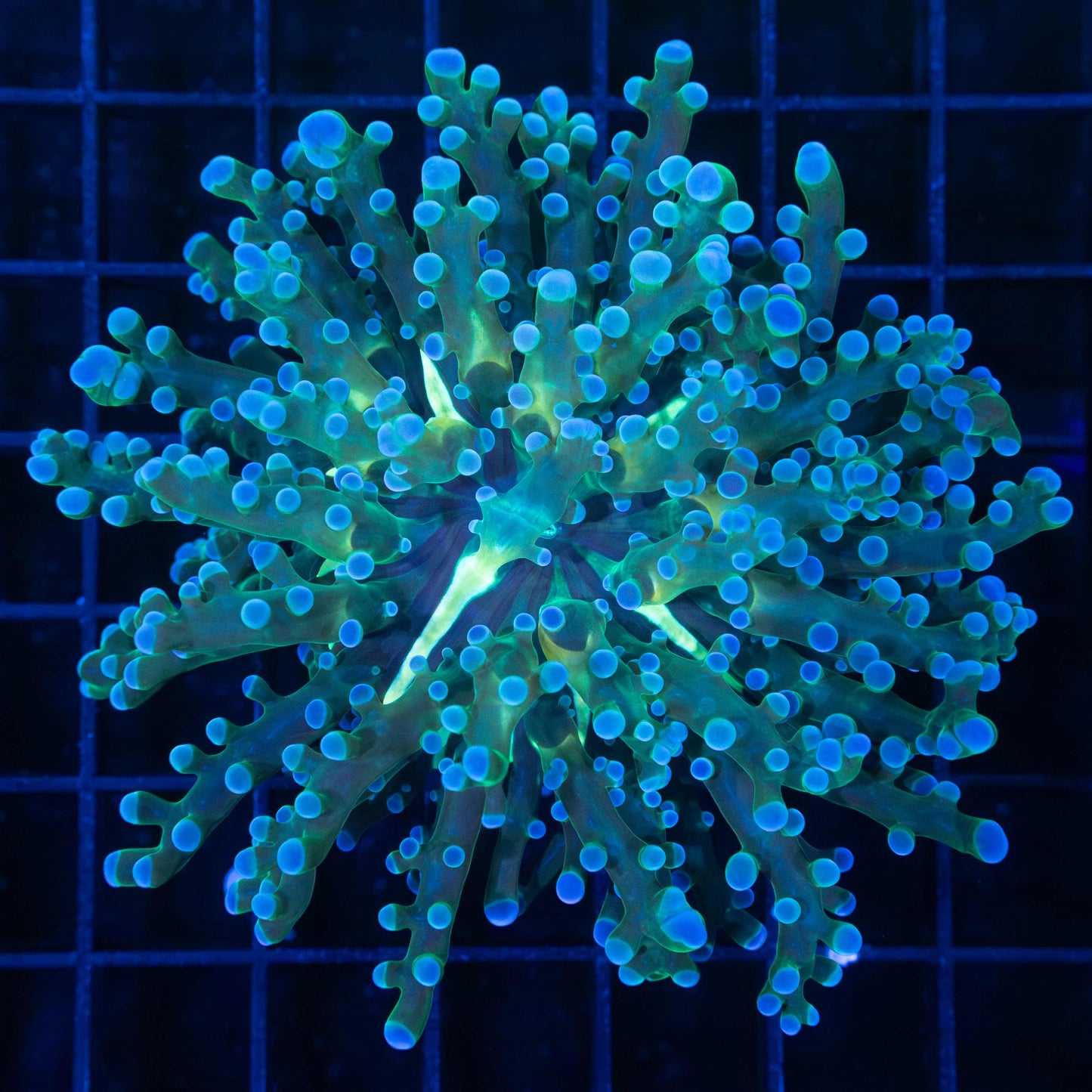 Blue Frogspawn Coral