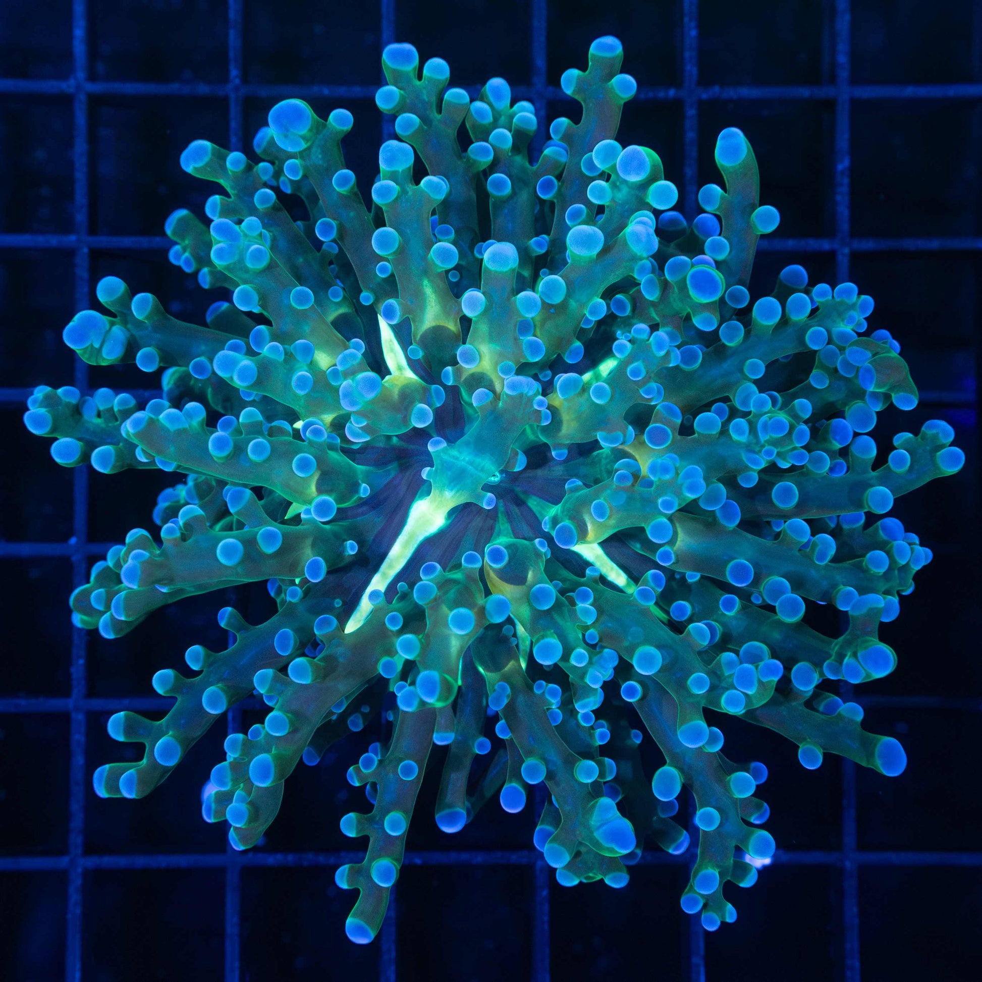 Blue Frogspawn Coral