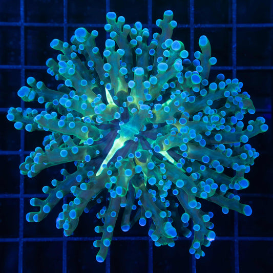 Blue Frogspawn Coral