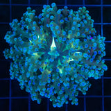 Blue Frogspawn Coral