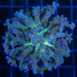 Blue Frogspawn Coral Branching
