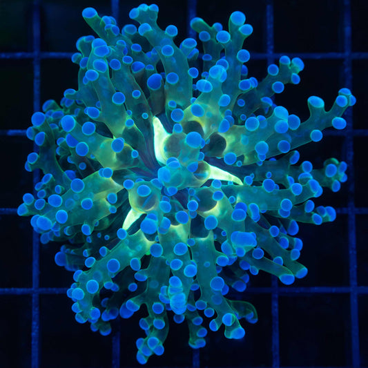 blue frogspawn coral
