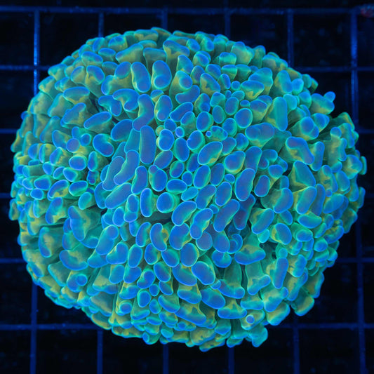 Blue Gold Green Hammer 4"