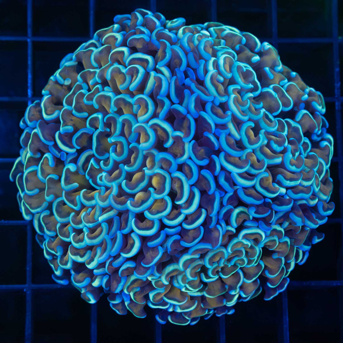 Blue Gold Stem Hammer Coral Colony