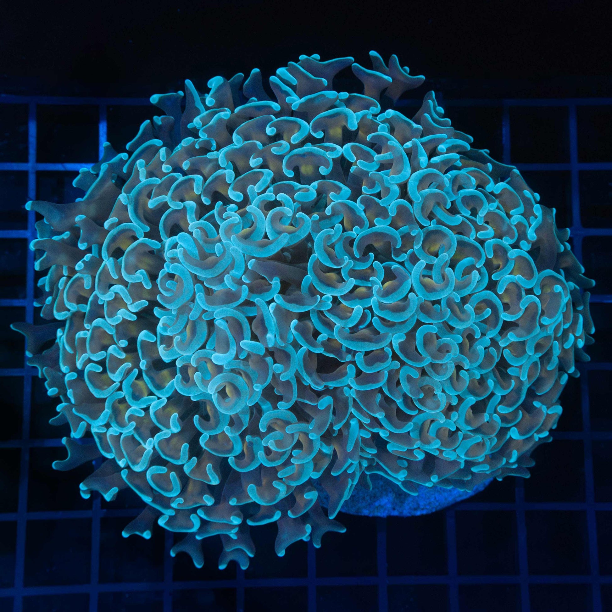 Large Blue Gold Stem Hammer Colony 5.25"